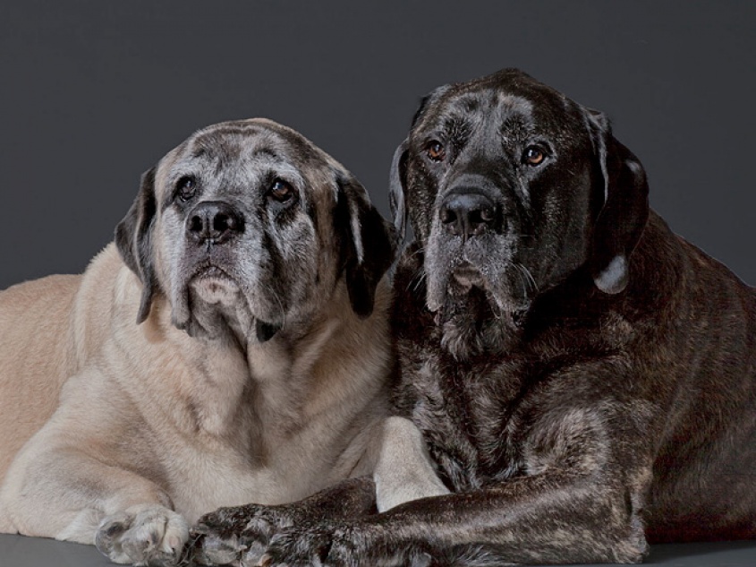 Monte Carlo y las mascotas