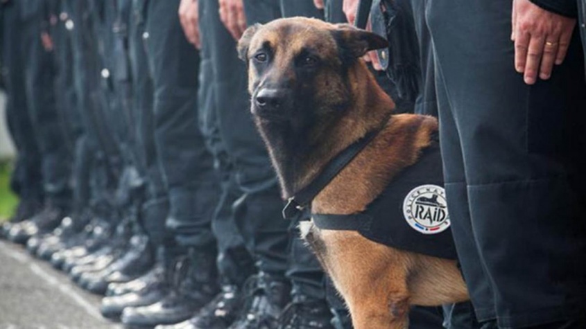 Héroe canino
