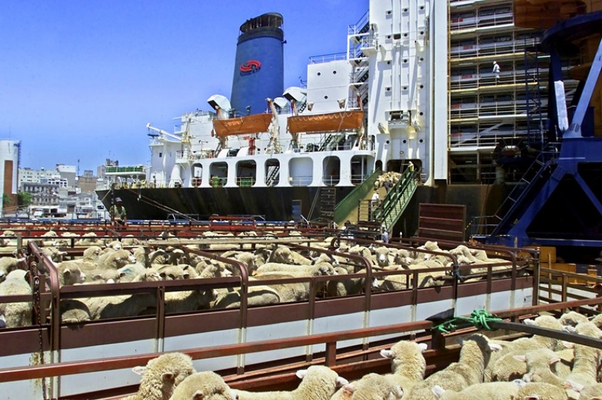Oro en Lana