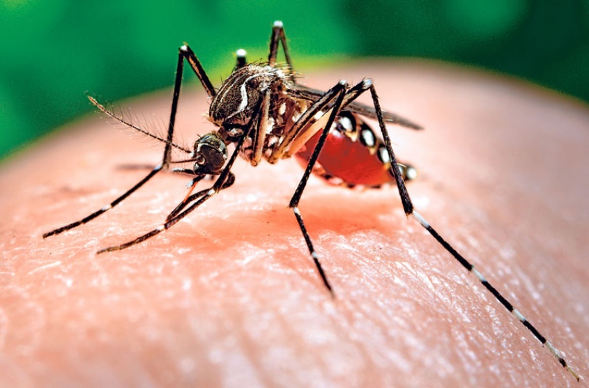 No me moleste mosquito