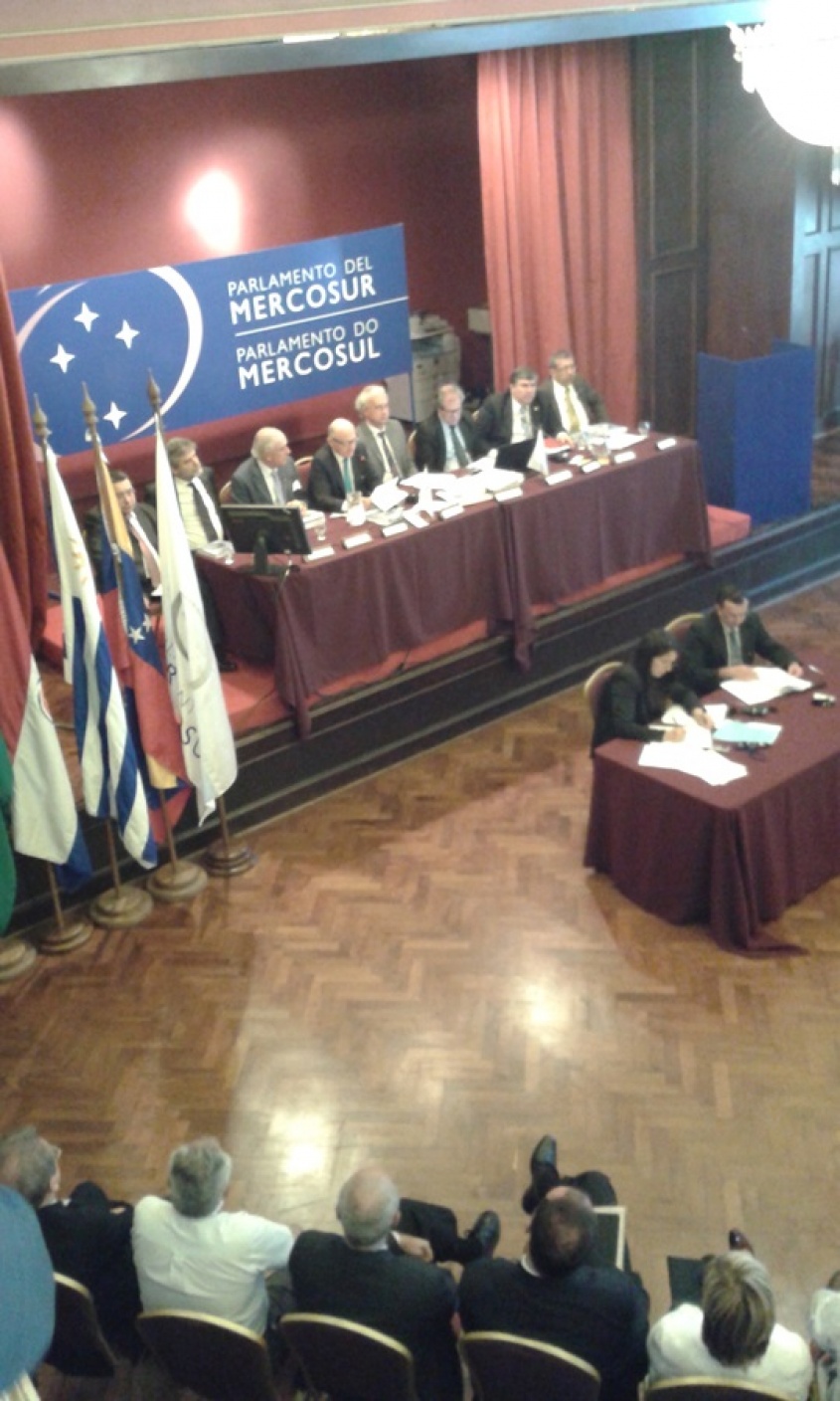 Kelpers celestes y blancos