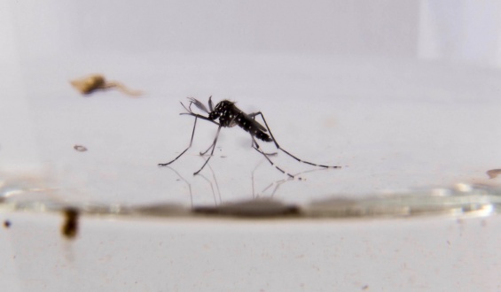 Se detectaron 25 casos nuevos de dengue segn el ltimo reporte del Ministerio de Salud; al momento se acumulan 769 