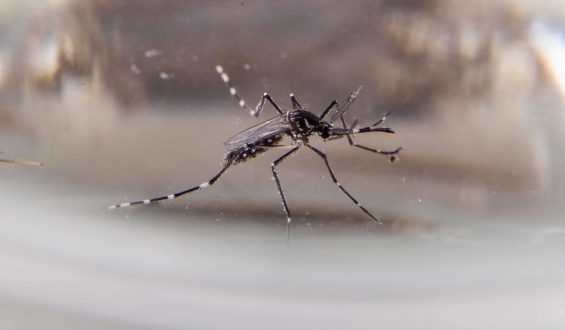 Se sobrepasaron los 800 casos de dengue en Uruguay