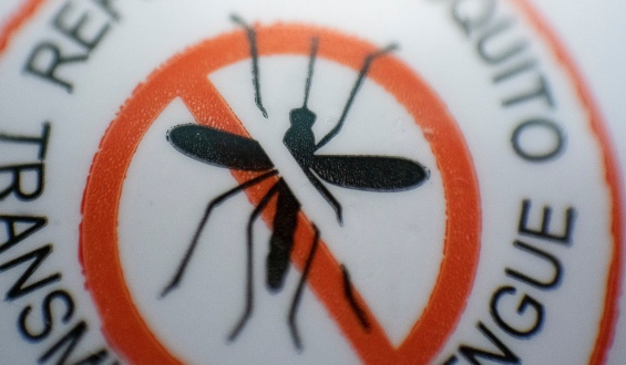 El Ministerio de Salud Pblica lanza la app: Mosquito Alert