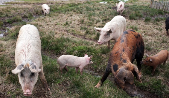 Argentina anunci que acord su primera exportacin de carne de cerdo a Uruguay