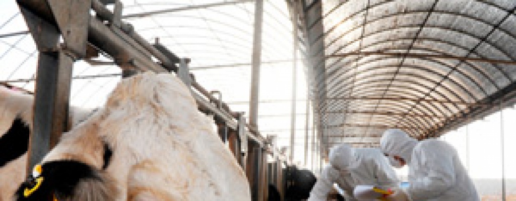Uni�n Europea refuerza controles ante peligro de fiebre aftosa