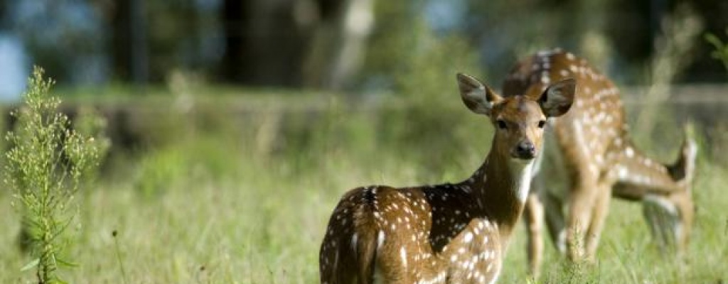 Ambientalistas ingresaron al Parque Lecocq de madrugada e intentaron liberar animales