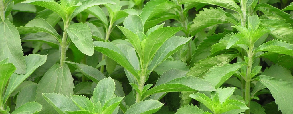 Stevia, el edulcorante que est marcando tendencia