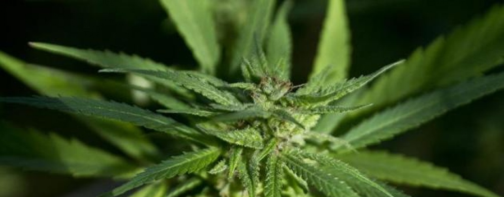 Marihuana: Primer procesado con prisi�n en Maldonado por violar nueva ley