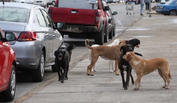 Dos ataques de perros se registraron en Fray Bentos
