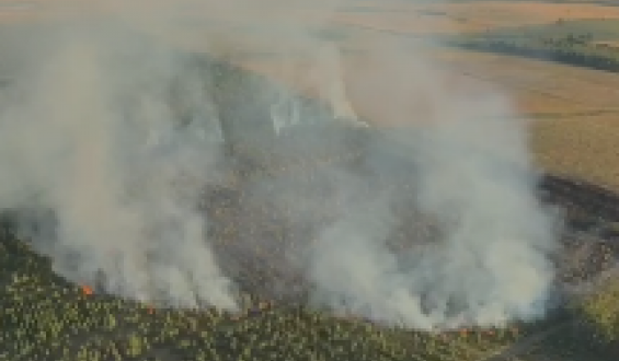 Bomberos control� el incendio forestal iniciado este viernes en Canelones