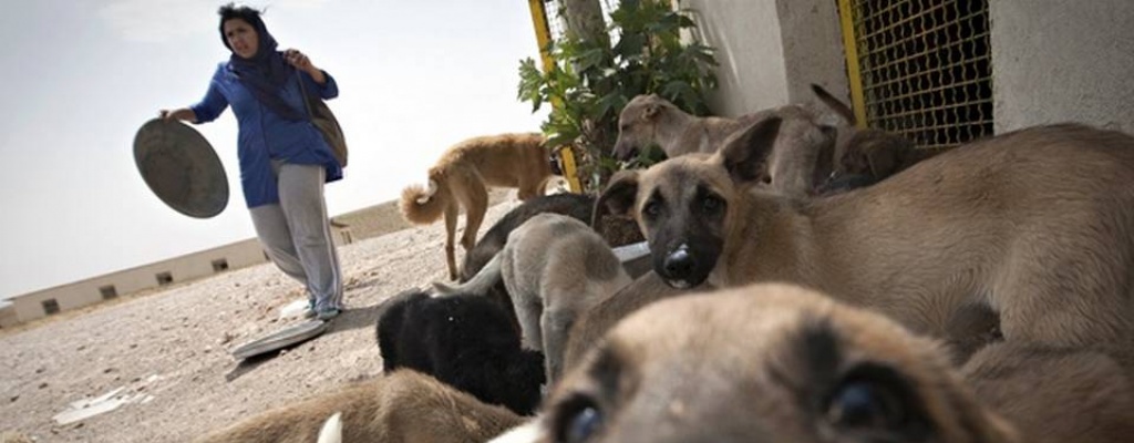 Irn vacunar y equipar con GPS a perros vagabundos de las montaas