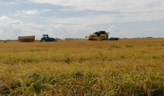 La tormenta dej� p�rdidas millonarias en la cosechas de arroz en Cebollat�
