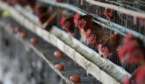 Declararon emergencia sanitaria por gripe aviar