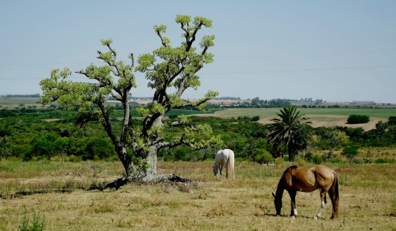 Da Silva defini� como �una tomadura de pelo� las caracter�sticas de la emergencia agropecuaria decretada por el Ministerio de Ganader�a