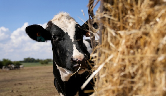 Banco de Seguros perder� dinero al tener que pagar 120% por encima de p�lizas de productores