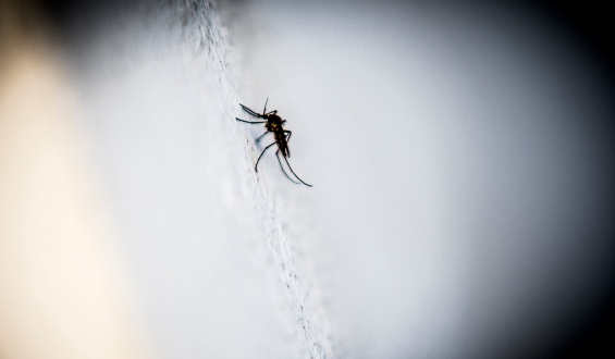 �La mayor�a de los casos de dengue son asintom�ticos, pero transmiten la enfermedad�, indic� la directora de Zoonosis