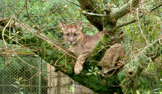 Sigue la b�squeda del Puma en Canelones con drones nocturnos y equipos con rifles cargados con dardos sedantes 