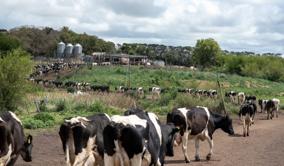Los empresarios de la industria l�ctea criticaron el acuerdo del Mercosur con la Uni�n Europea
