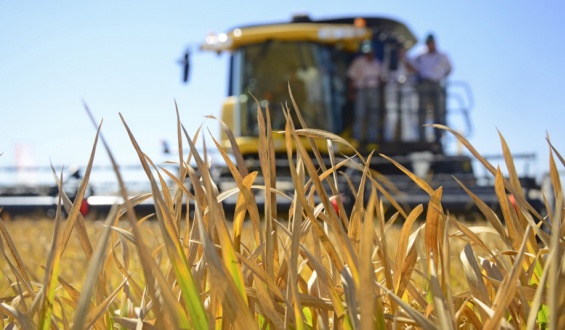 Uruguay complet� el 63% del total de la cuota de arroz