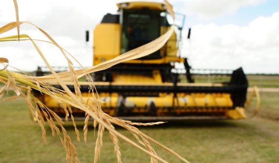 El 63% de la cuota de arroz que el Mercosur exportar� este a�o a la UE sin pagar arancel ser� de producci�n nacional