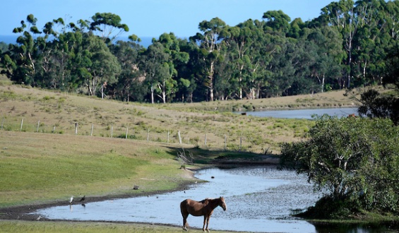Organizaciones sociales y vecinos rechazan proyecto de Aeropuerto Internacional en Rocha por severo impacto ambiental