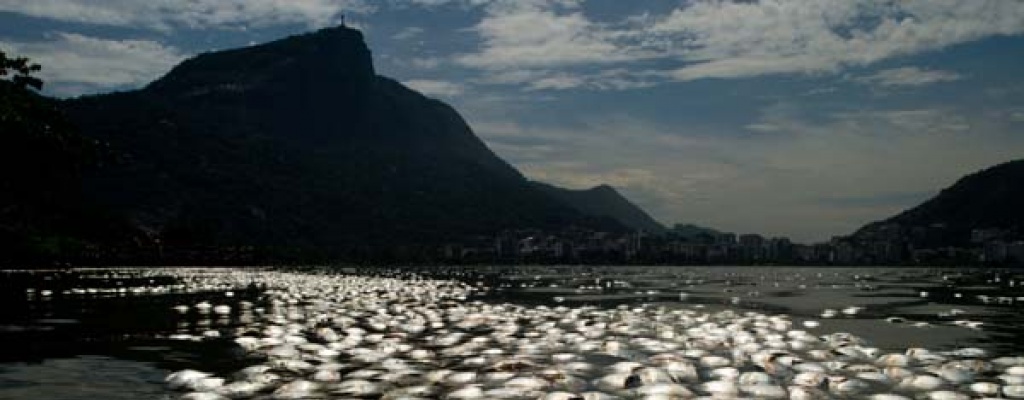 Una nueva ola de miles de peces muertos en la Baha de Rio de Janeiro