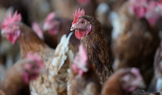 Tras confirmarse caso de influenza aviar en aves de traspatio en Colonia declaran emergencia sanitaria 