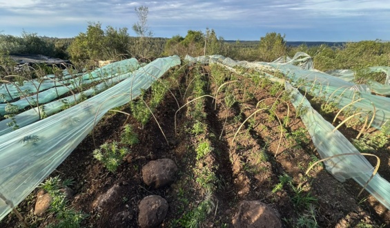Desarticulan grupo delictivo dedicado a la plantaci�n de marihuana en Rivera