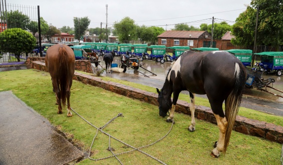 INBA le plante� al Congreso de Intendentes modificar la reglamentaci�n vigente para enfrentar la problem�tica de los caballos sueltos