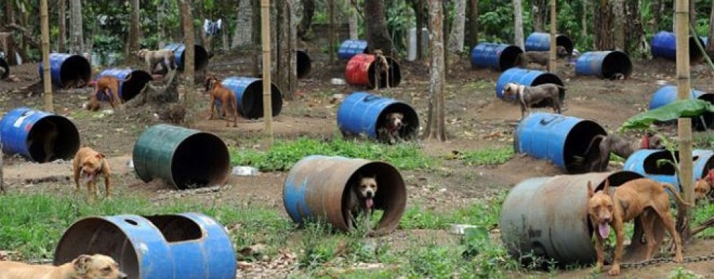 Veterinarios se�alan que leishmaniasis lleg� por desmontes y cambio clim�tico