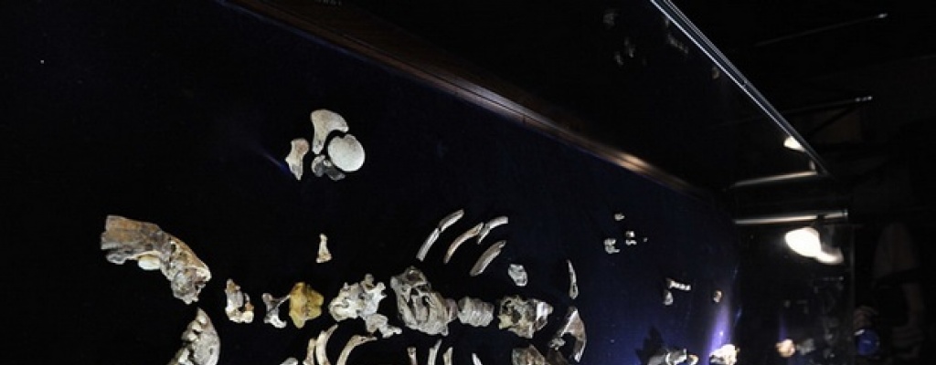 Hallazgo de un f�sil de hace 2,8 millones de a�os retrocede 400.000 el origen de la especie humana