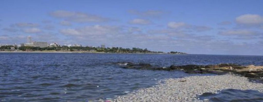 Muerte de peces se deber�a a elevaci�n de la temperatura del agua y falta de ox�geno
