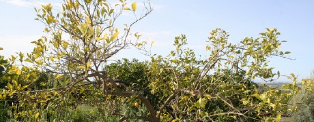 INIA Salto Grande presentar� avances en investigaci�n sobre virus de la tristeza en c�tricos