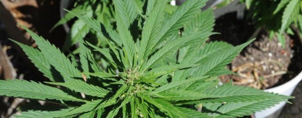 Incautaron m�s de 200 kilos de marihuana; hay cinco detenidos