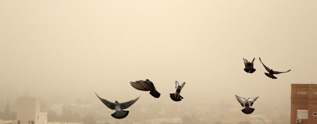 Cenizas volc�nicas: "No hay consecuencias" para la salud salvo en personas al�rgicas