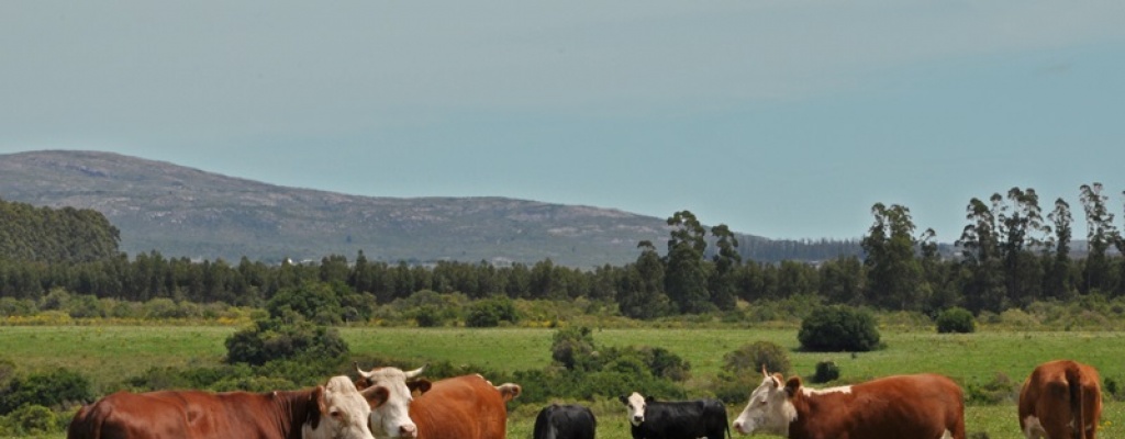 Ganader�a recibi� inversi�n de U$S 3 millones para proyectos agr�colas y agropecuarios