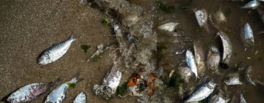 Aparecieron cientos de peces muertos en el r�o Uruguay