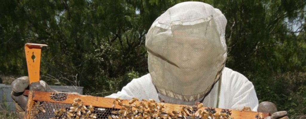 Encuesta revel� que en 2 a�os se perdieron cerca del 30% de colmenas en Uruguay
