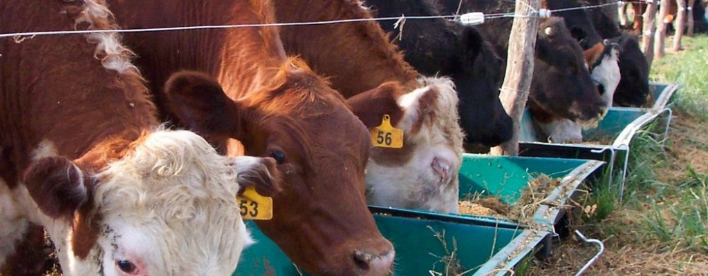 Ganader�a entregar� 12,5 millones de kilos de c�scara de soja y 8,5 millones de raci�n