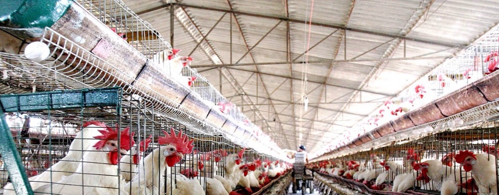 Confirman caso de gripe aviar H7N7 en Reino Unido