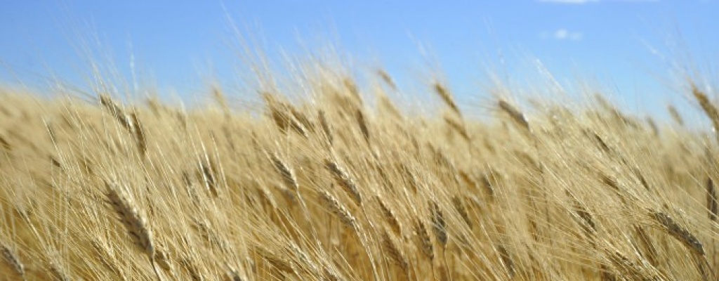 Precios del trigo sufren la competencia internacional, ma�z y soja bajan por buen clima