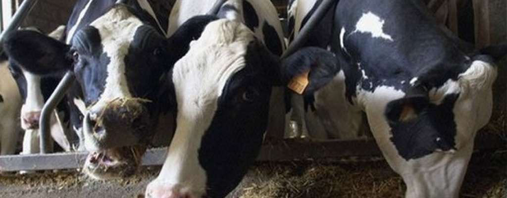 Gobierno orden� indemnizaci�n para productores por enfermedades en bovinos