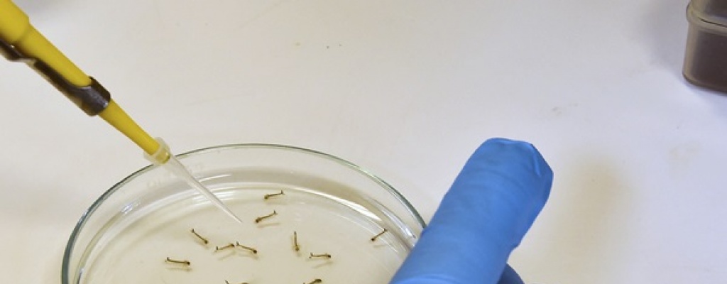 Estudio cl�nico confirma eficacia de vacuna contra el dengue