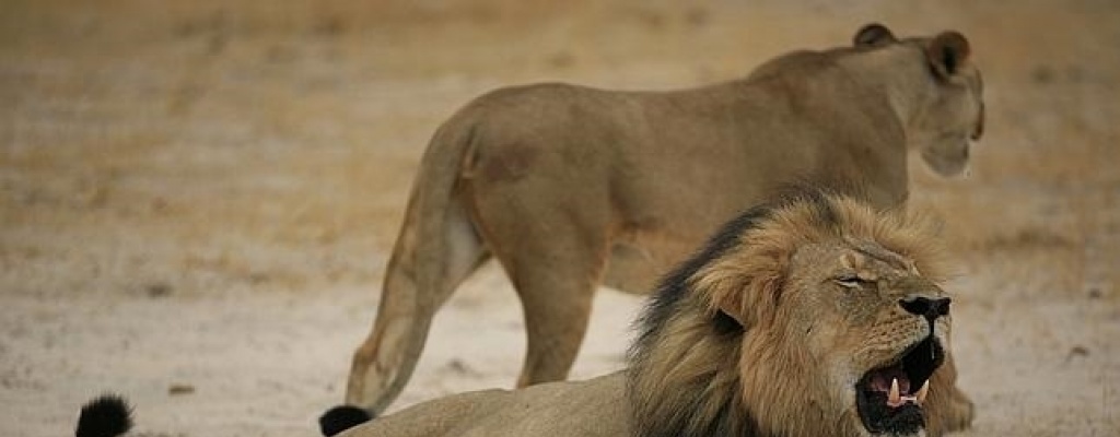 Dos zimbabuenses ante la Justicia por la muerte del le�n Cecil