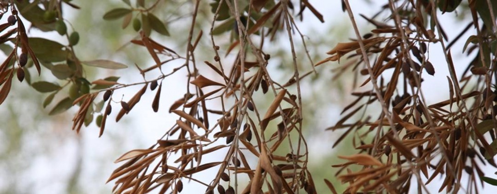 Primer caso de bacteria asesina de olivos detectado en C�rcega