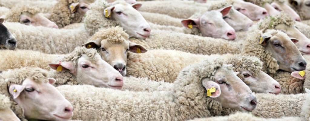 Exportaciones del rubro ovino bajaron un 10,7% con respecto a igual periodo anterior