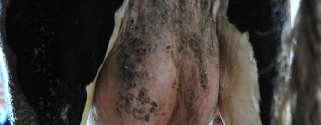 Productores l�cteos: �hoy estamos hundidos, pero si nos dan una mano salimos adelante�