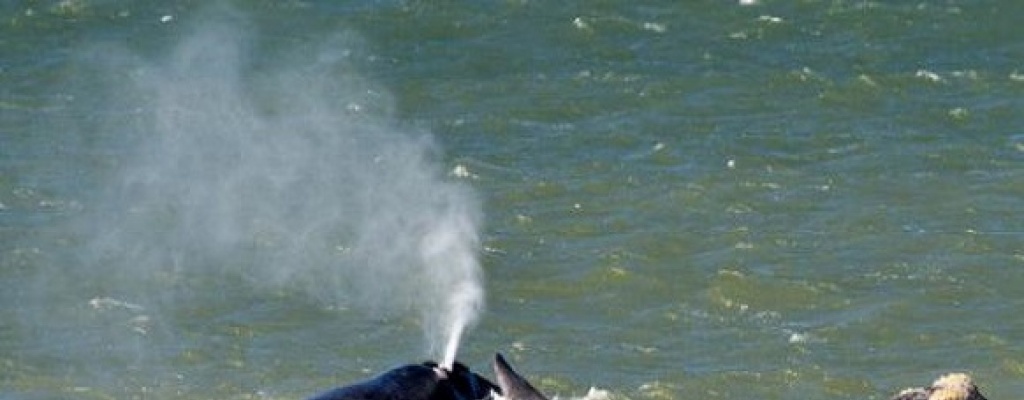 Ballena perdida nada en un canal en pleno puerto de Buenos Aires