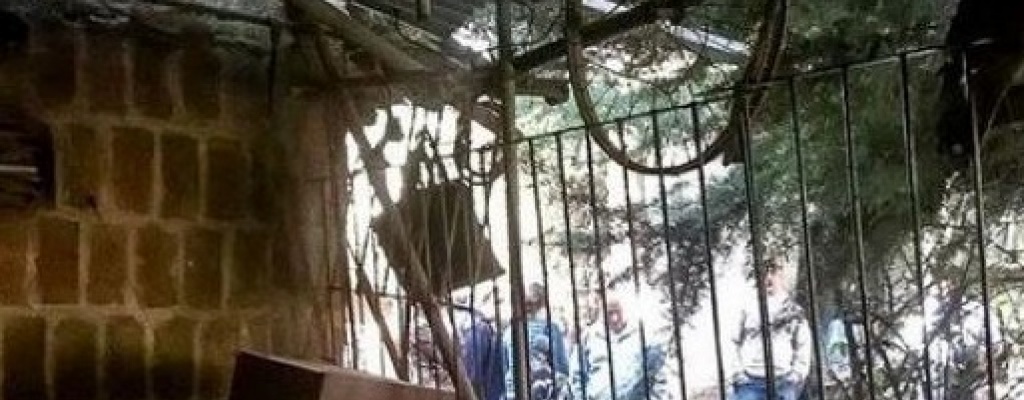 Argentina: Hombre encerr aos a esposa e hijo autista en jaula
